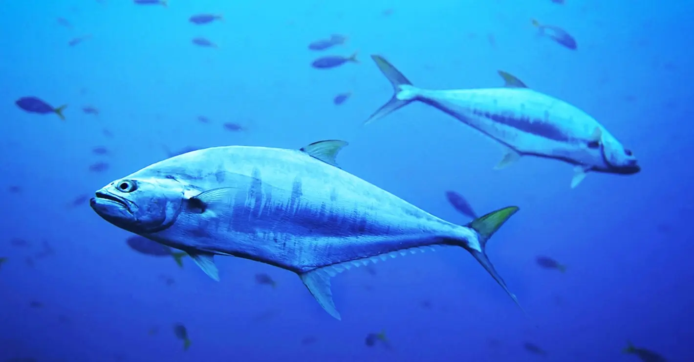 Cold Storage for Fish and Tuna